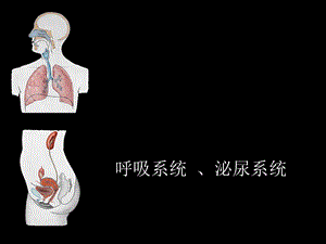 5呼吸纵膈泌尿.ppt