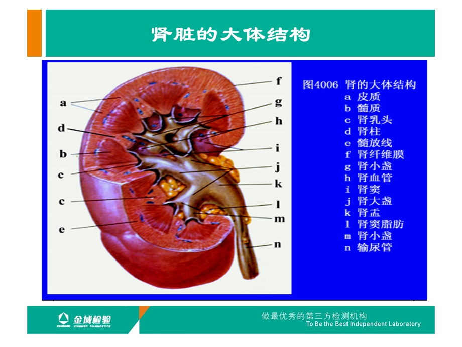 肾活检病理检查及肾脏病理基础知识.ppt_第3页