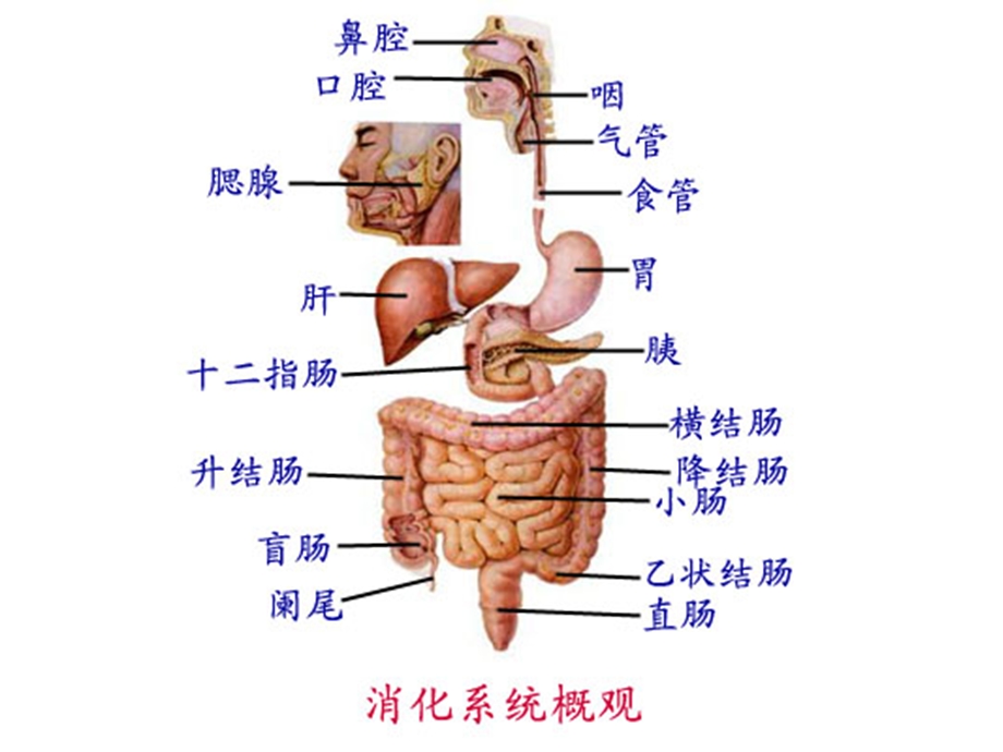 消化患者的护理.ppt_第3页