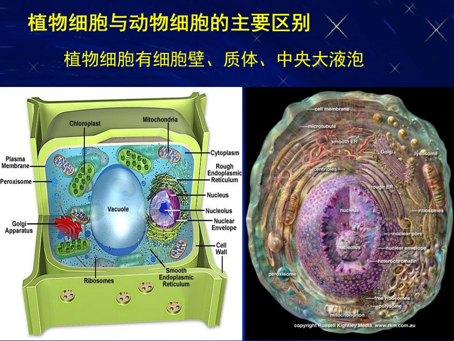 植物学植物细胞.ppt_第3页