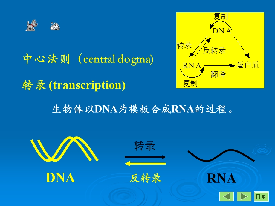 转录与基因表达调控.ppt_第2页