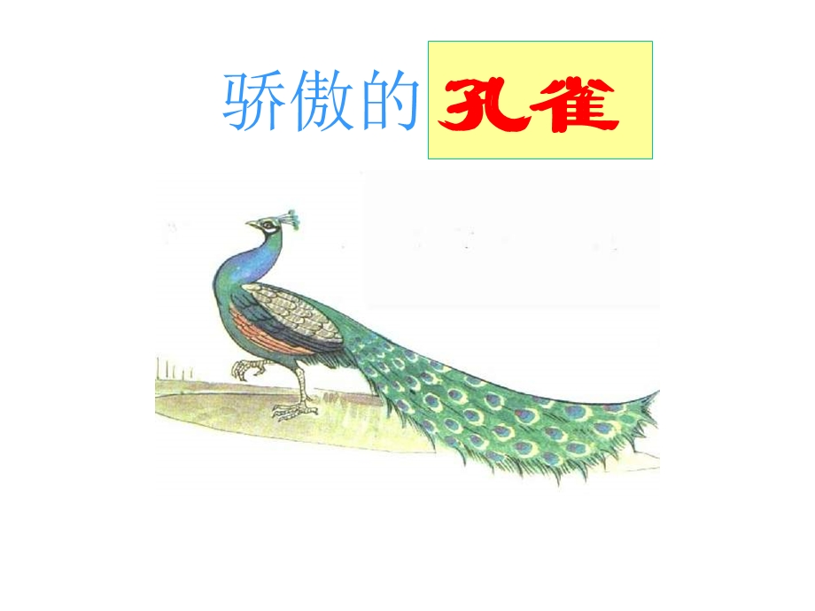 骄傲的孔雀.ppt_第2页