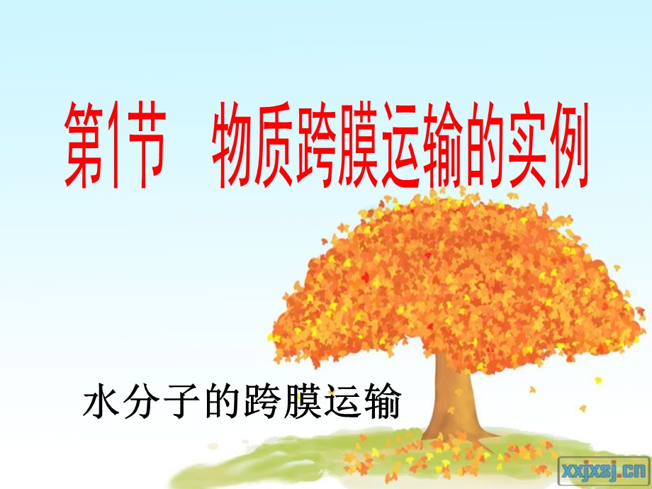 物质跨膜运输的实例课件(含动画).ppt_第3页