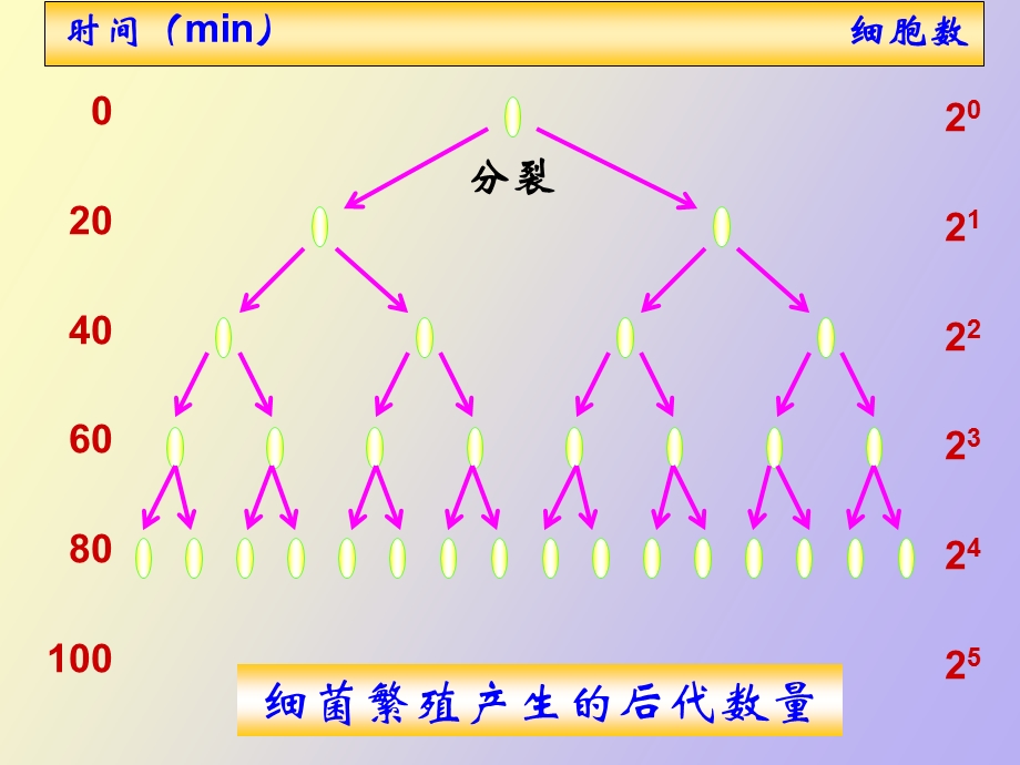 种群的数量变化.ppt_第3页