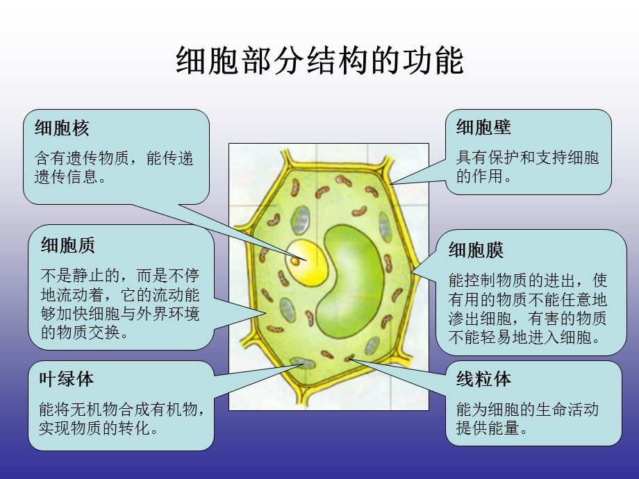 细胞各个部分的功能.ppt_第2页