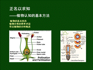 植物认知的基本方法.ppt