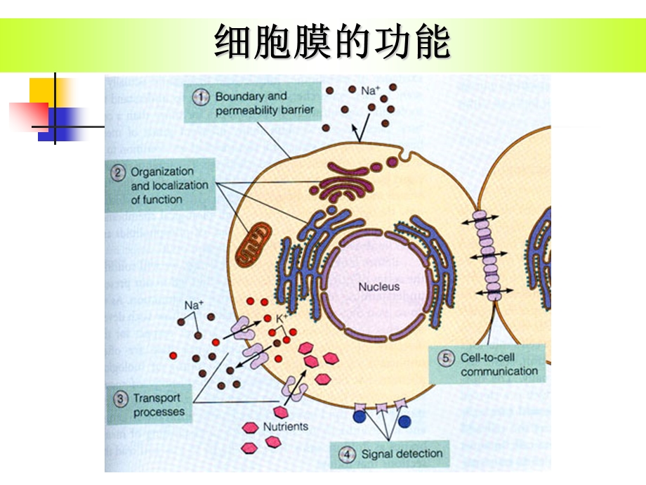 细胞表面受体与信号转导.ppt_第2页