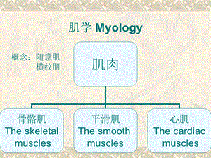 运动系统肌学总论.ppt