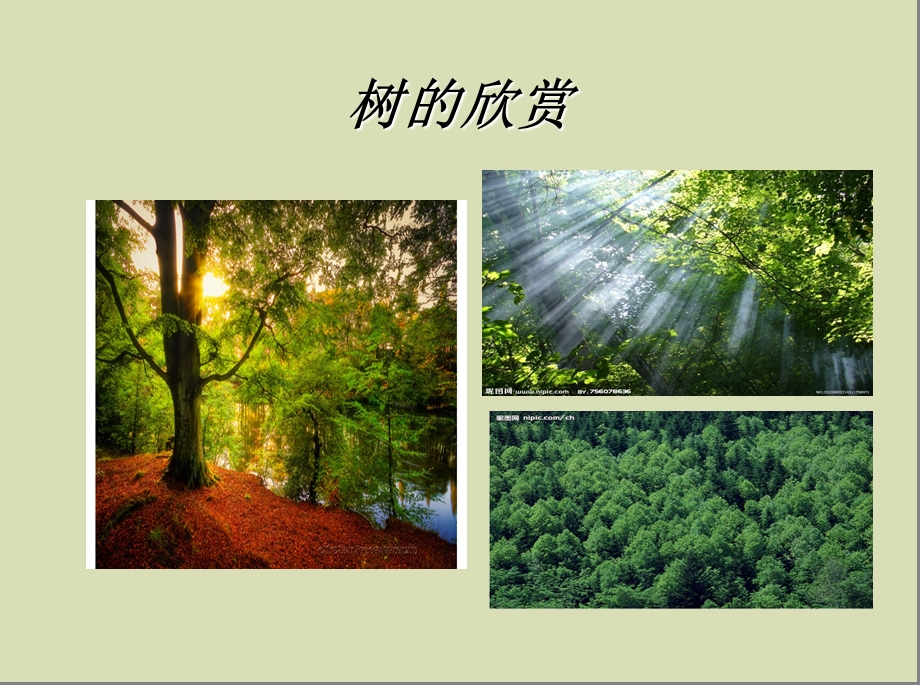 植树节里的活动主题班会.ppt_第3页