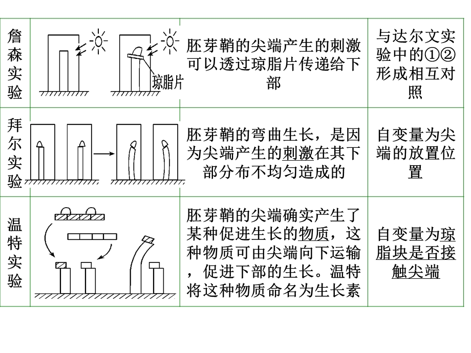 植物生长素(一轮复习).ppt_第3页