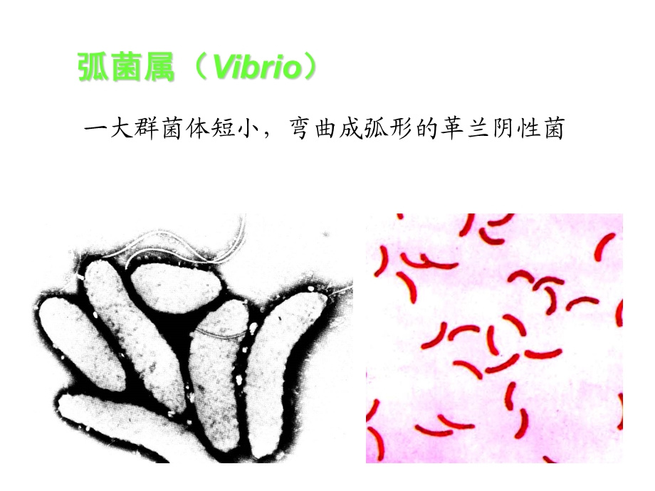 弧菌属Vibrio.ppt_第2页