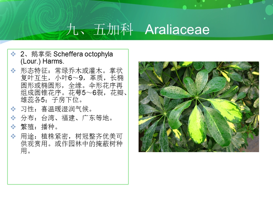 九五加科Araliaceae.ppt_第3页