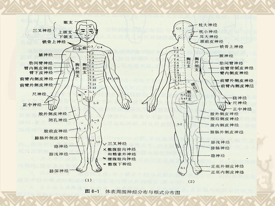 神经功能检查法.ppt_第2页