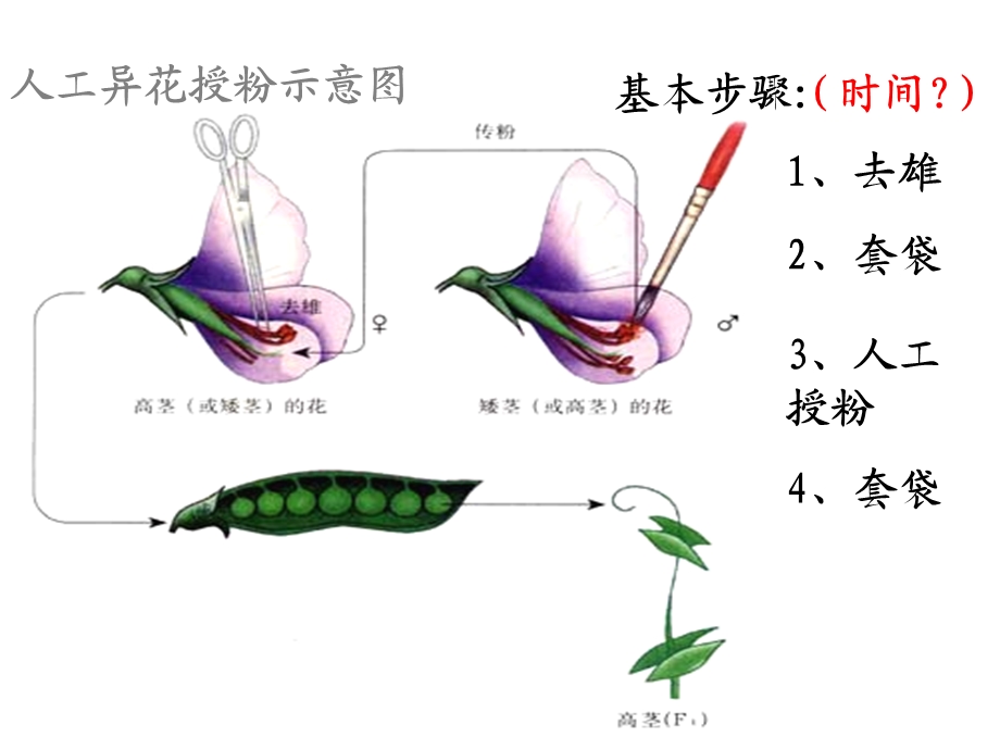 遗传因子的发现终.ppt_第3页