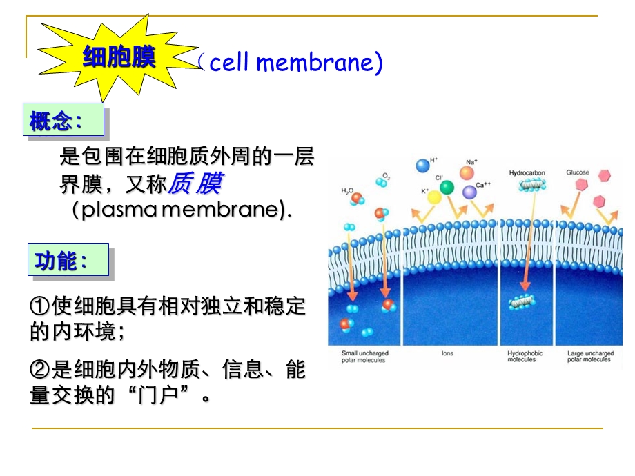 细胞生物学第四章细胞膜及物质的跨膜运输.ppt_第2页