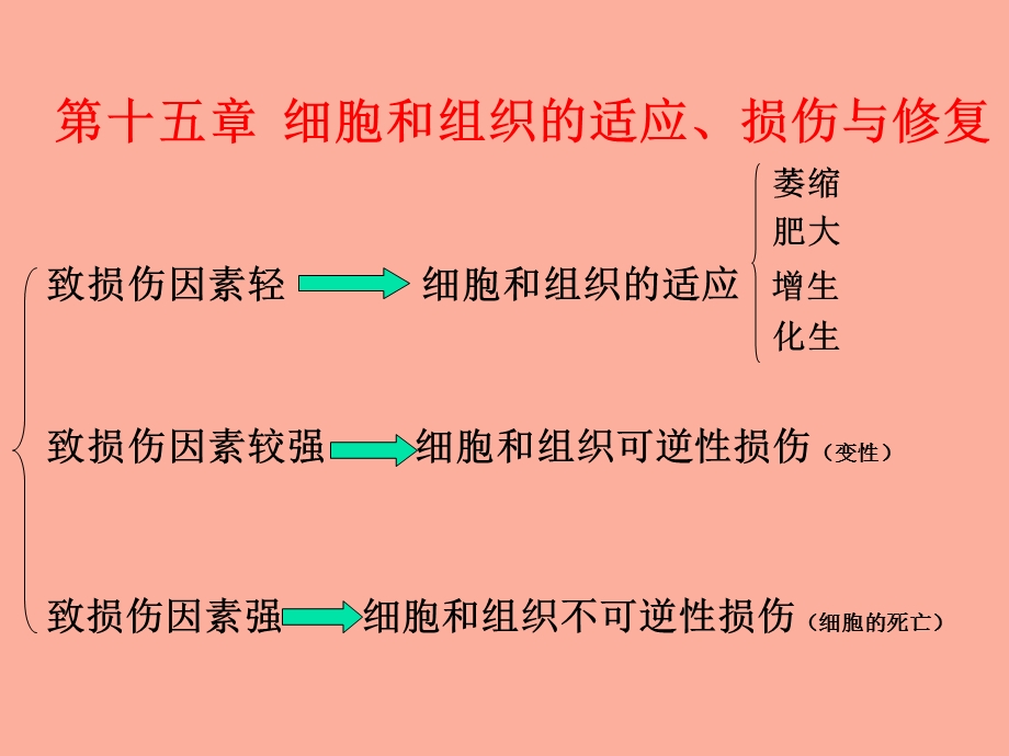 细胞和组织的适应、损伤与修复.ppt_第1页