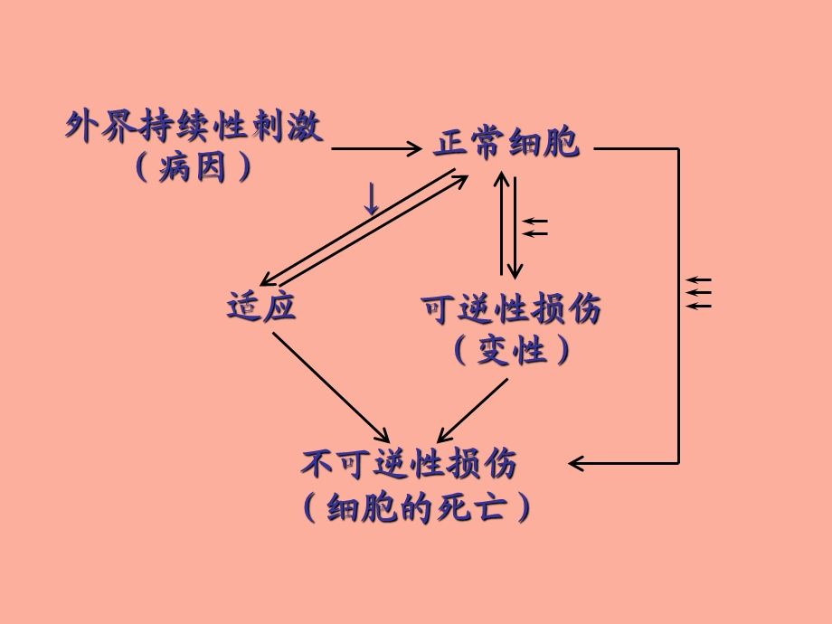 细胞和组织的适应、损伤与修复.ppt_第2页