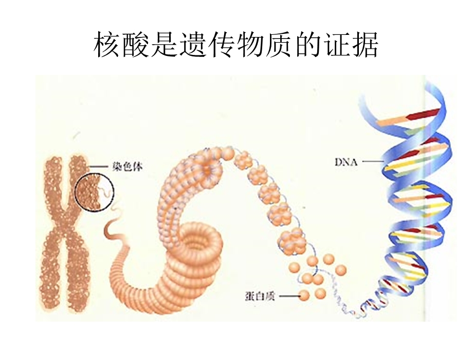 核酸是遗传物质的证据.ppt_第1页