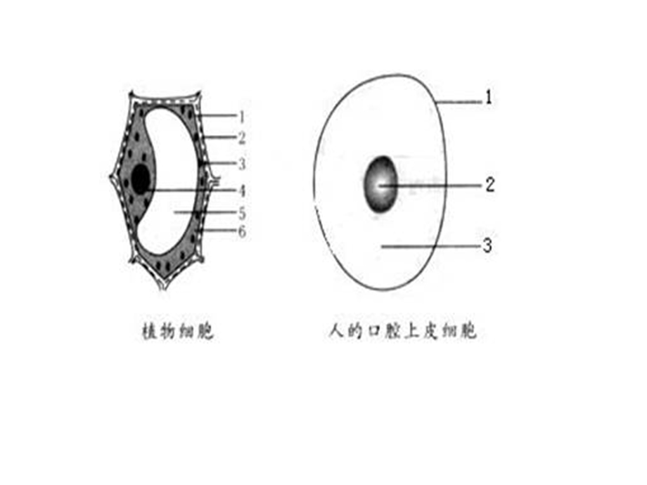 生物和细胞总复习.ppt_第3页