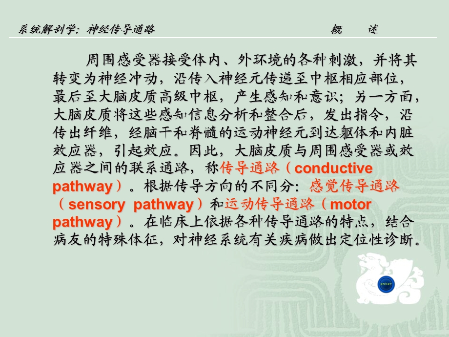 神经传导通路教案解剖学.ppt_第3页