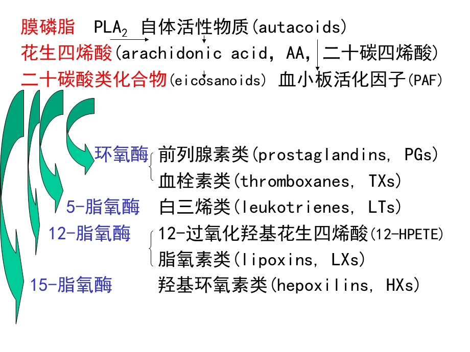 花生四烯酸代谢物及其作用.ppt_第2页