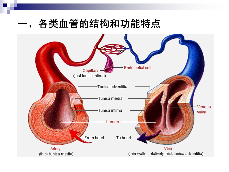 血管生理.ppt_第2页