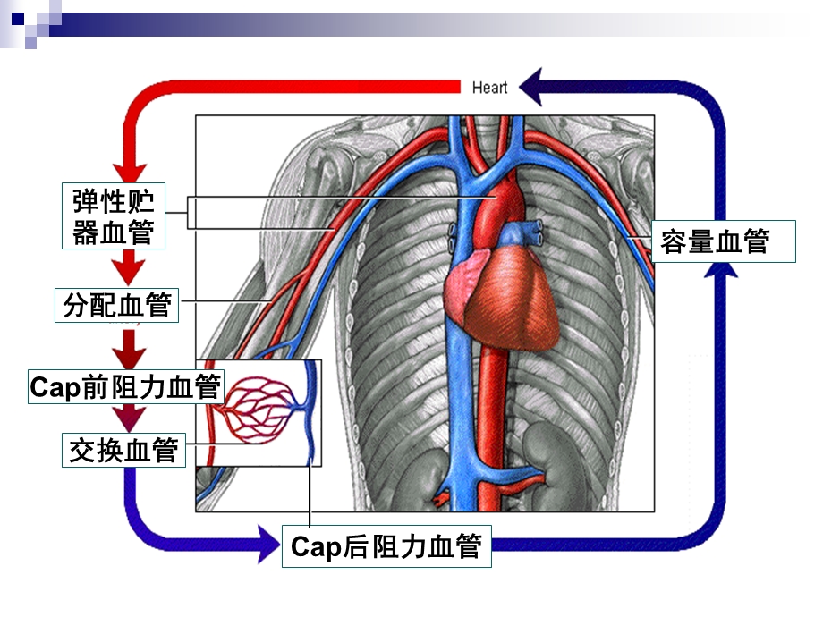 血管生理.ppt_第3页