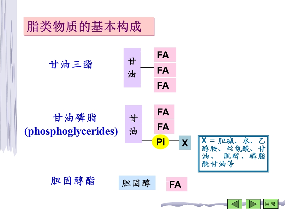 脂类代谢-生物化学.ppt_第3页