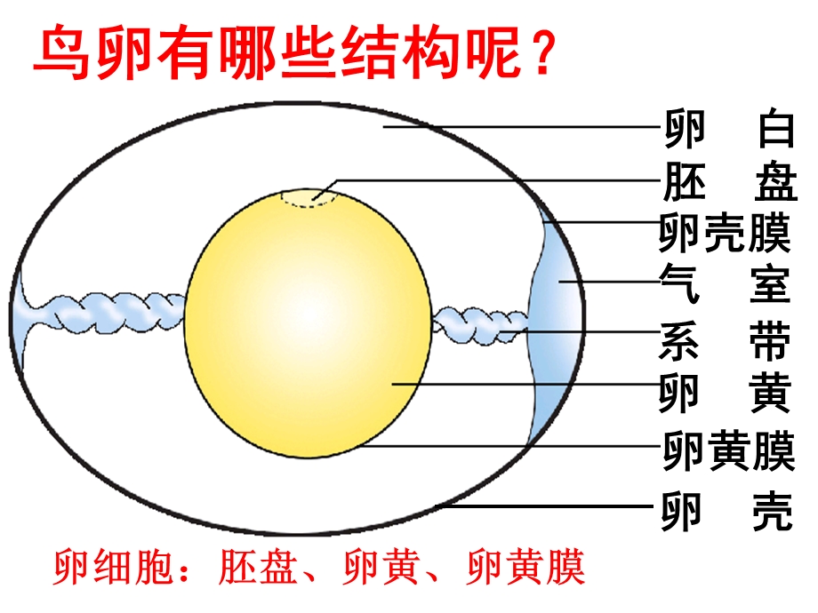 鸟的生殖与发育(好).ppt_第3页