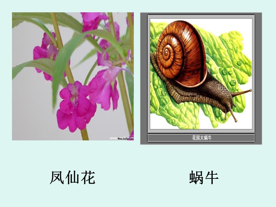 教科版科学四上身体的结构课件.ppt_第2页