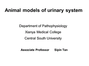 泌尿系统动物模型.ppt