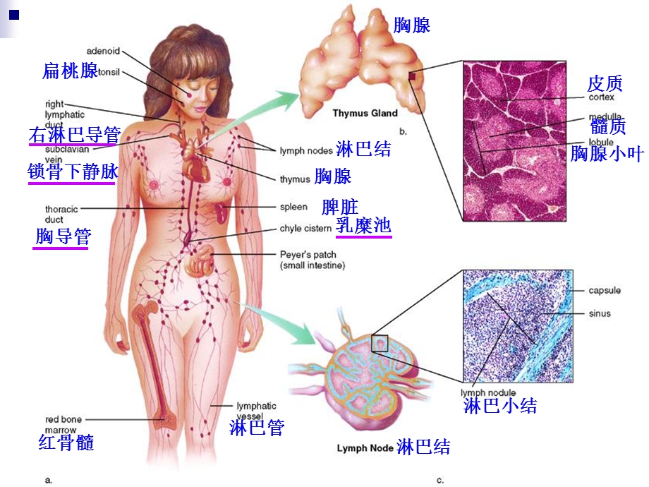 淋巴系统与免疫.ppt_第3页