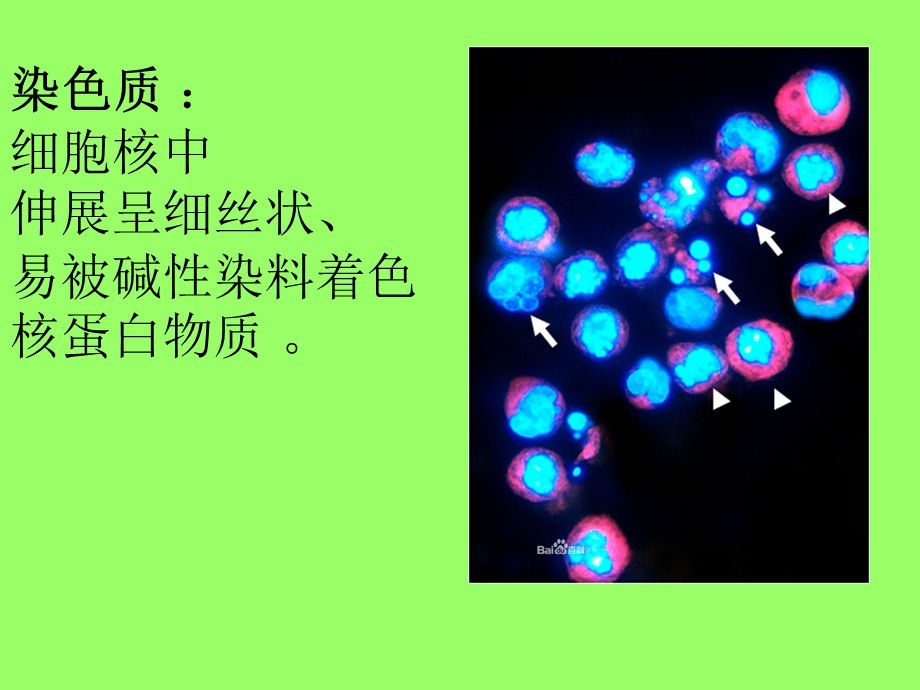 遗传学的基础知识.ppt_第2页