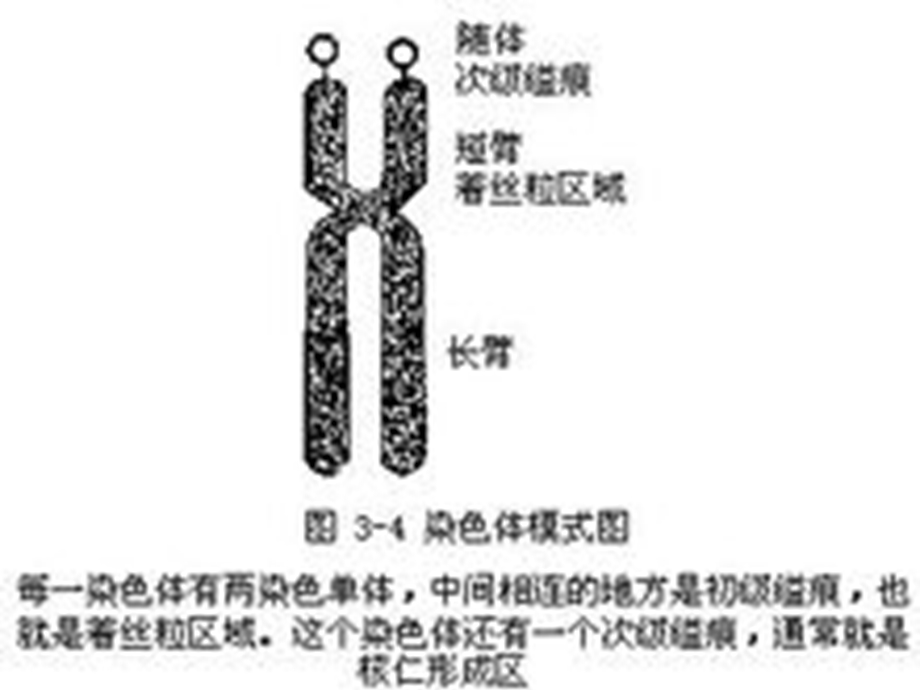 遗传学的基础知识.ppt_第3页