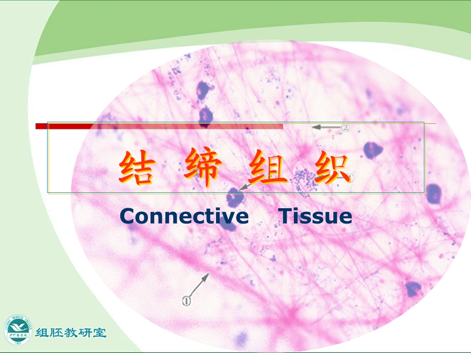 结缔组织PKgai.ppt_第2页