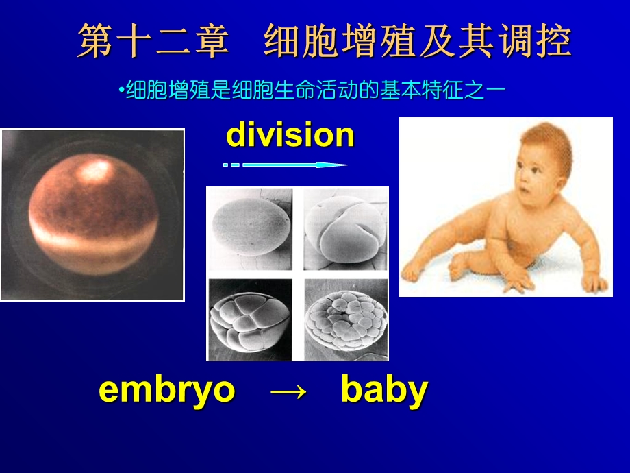 细胞增殖及其调控.ppt_第1页