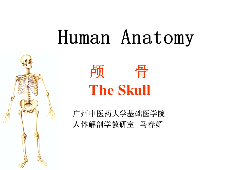 4骨学各论skull.ppt_第1页