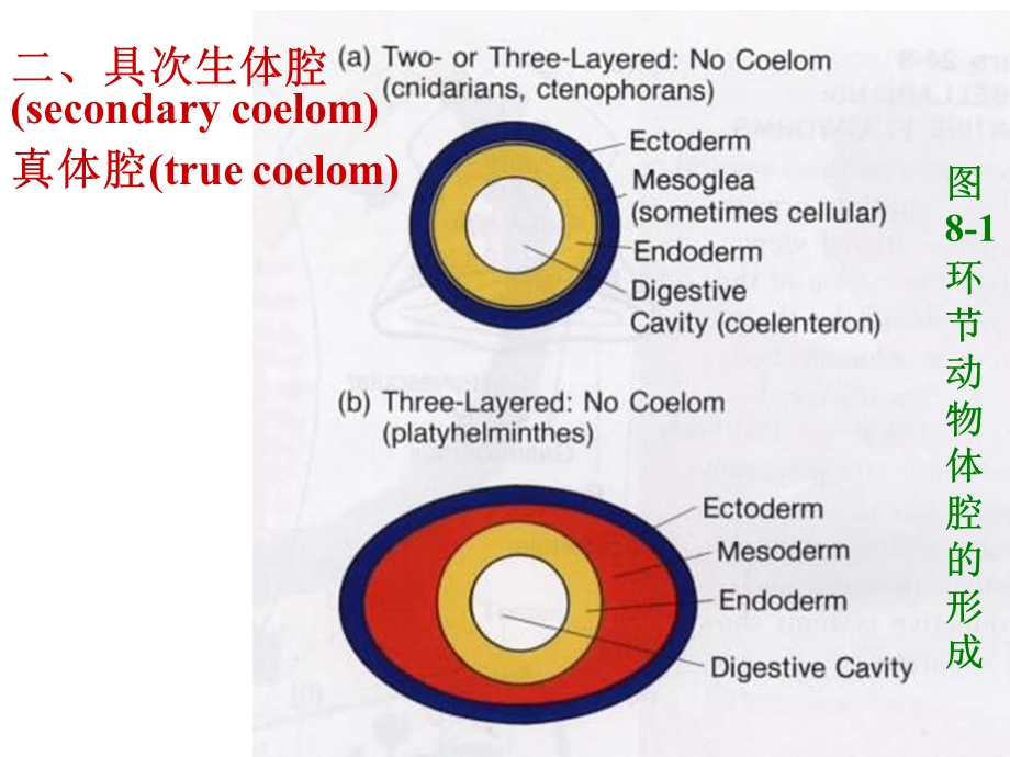 第八环动物Annelida.ppt_第3页