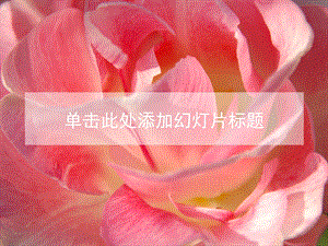 粉红色的花朵精致模板.ppt