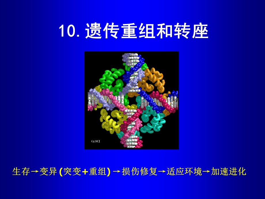 遗传重组和转座子.ppt_第1页