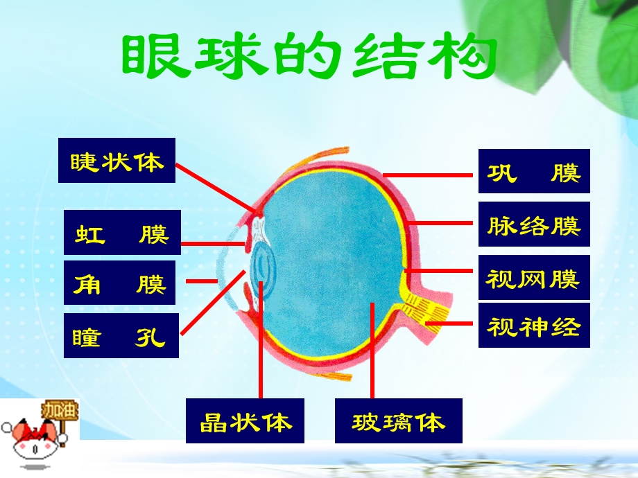 眼睛与视觉的形成(二).ppt_第2页