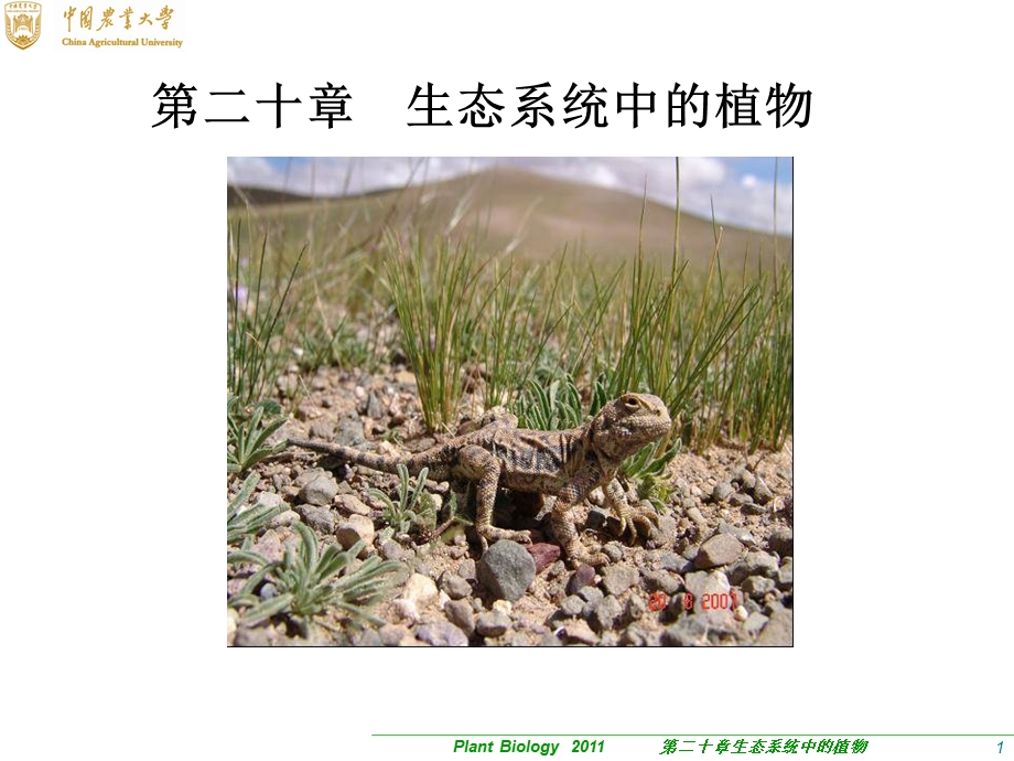 生态系统中的植物.ppt_第1页