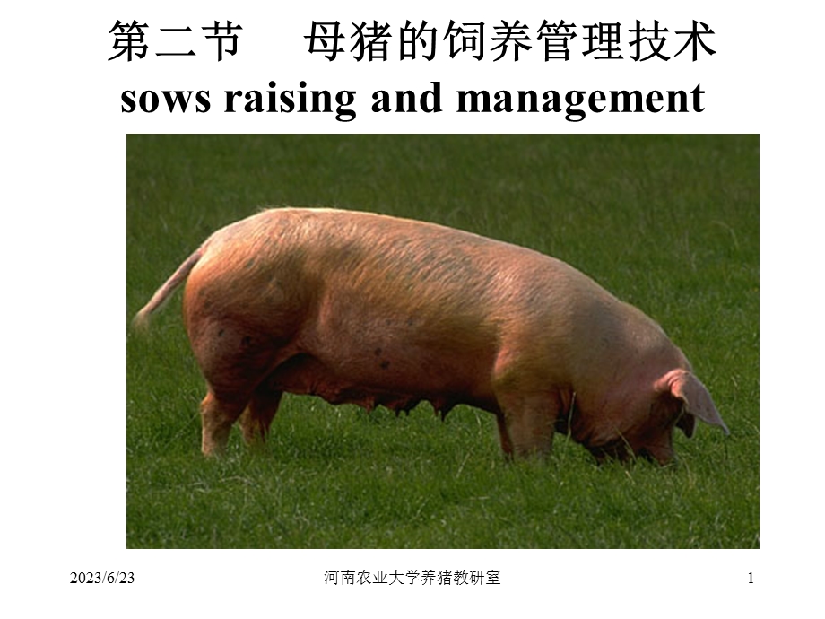 第二节母猪的饲养管理技术sowsraisingandmanagement.ppt_第1页