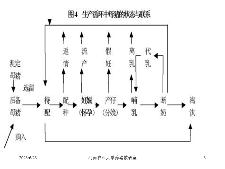 第二节母猪的饲养管理技术sowsraisingandmanagement.ppt_第3页