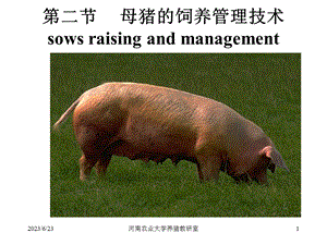 第二节母猪的饲养管理技术sowsraisingandmanagement.ppt