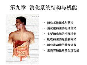 消化系统结构及机能.ppt