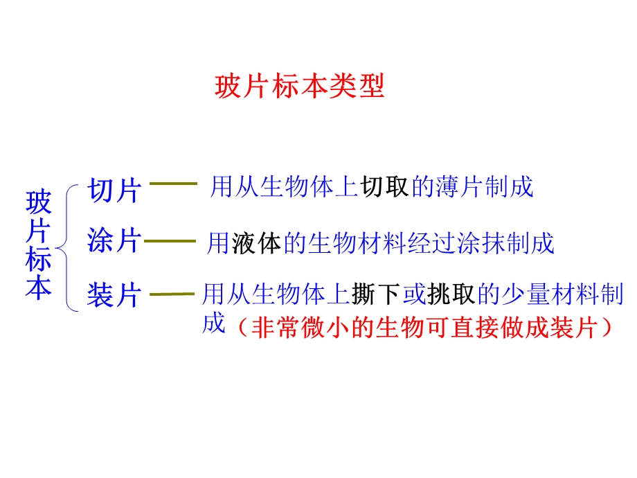 植物细胞(新人教版).ppt_第3页