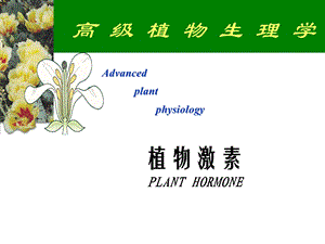 植物激素(Plant-hormones).ppt