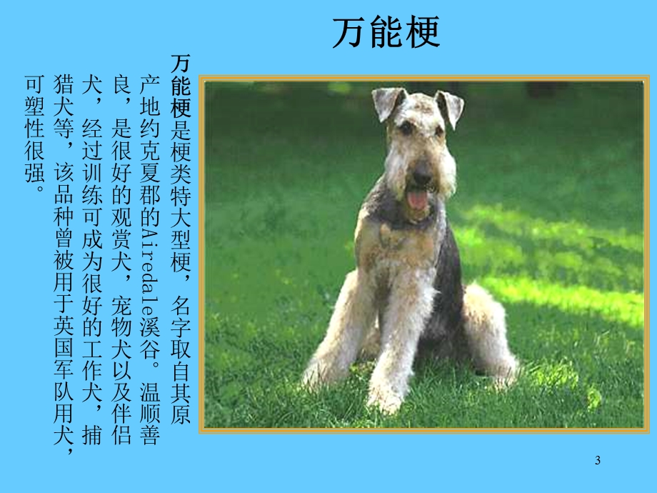 世界名犬鉴赏下.ppt_第3页