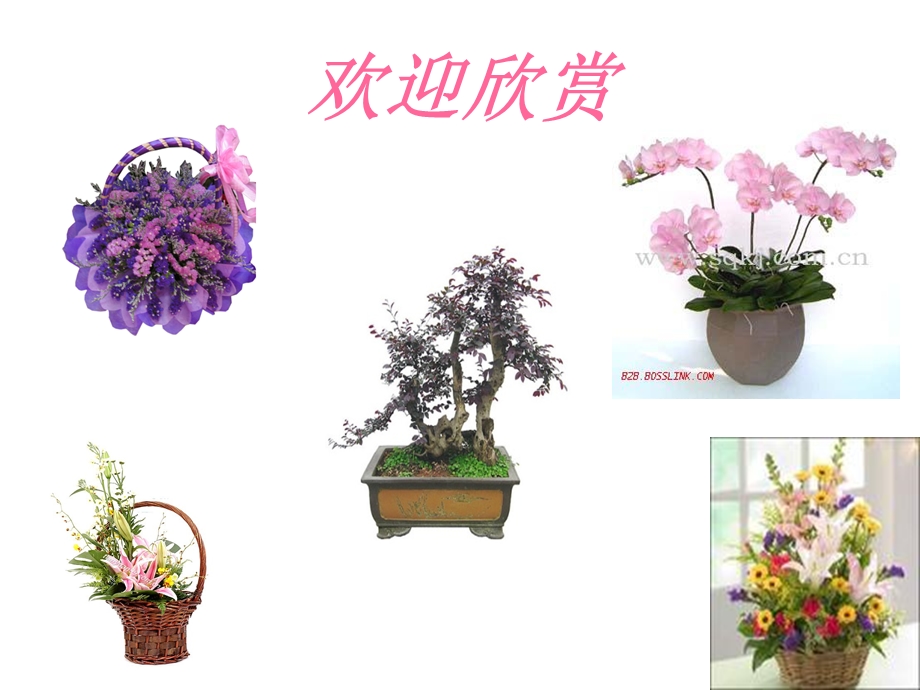 南通馨洁花卉盆景普通合伙企业.ppt_第1页